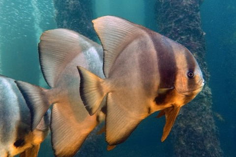 Busselton Jetty & Underwater Observatory Tour - Accommodation Whitsundays 5