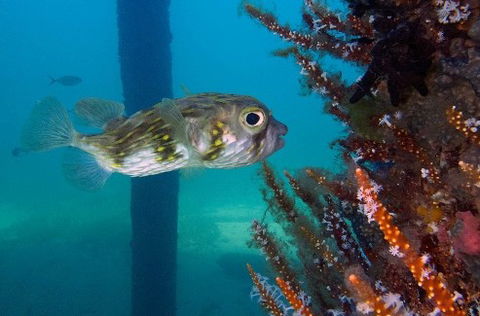 Busselton Jetty & Underwater Observatory Tour - Accommodation Whitsundays 6