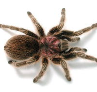 Melbourne Museum - Accommodation Whitsundays