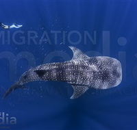Migration Media - Accommodation Whitsundays