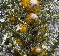 Woylie Walk Dryandra Woodland - Accommodation Whitsundays