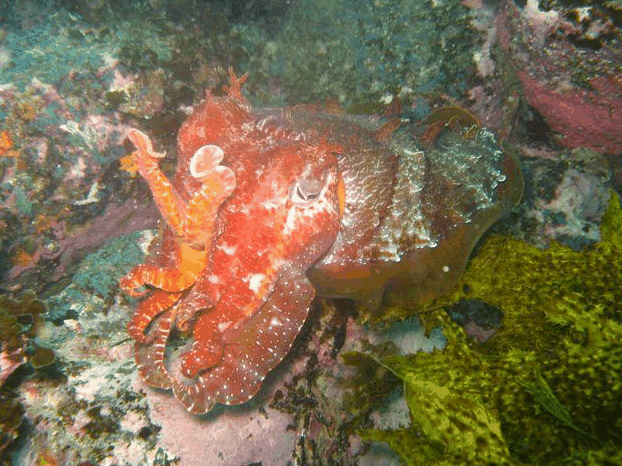 Jervis Bay Dive Charters - Accommodation Whitsundays
