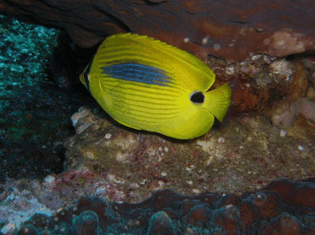 Jervis Bay Dive Charters - Accommodation Whitsundays 1