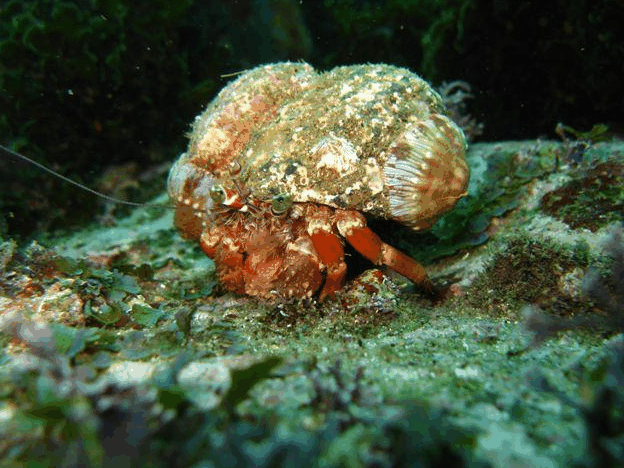 Jervis Bay Dive Charters - Accommodation Whitsundays 2