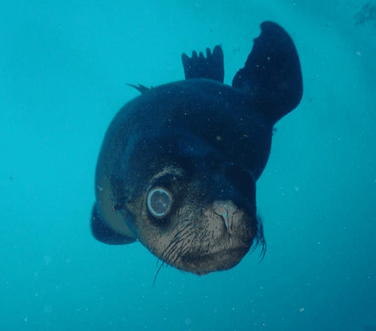 Jervis Bay Dive Charters - Accommodation Whitsundays 3