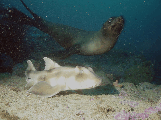Jervis Bay Dive Charters - Accommodation Whitsundays 4