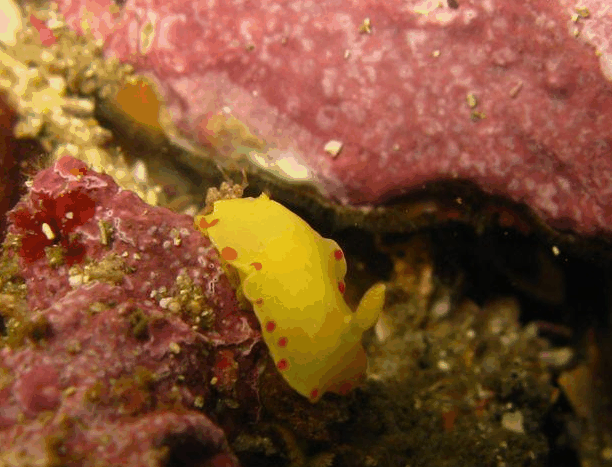 Jervis Bay Dive Charters - Accommodation Whitsundays 5