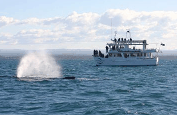 Dolphin Watch Cruises - Accommodation Whitsundays