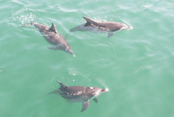 Dolphin Watch Cruises - Accommodation Whitsundays 1
