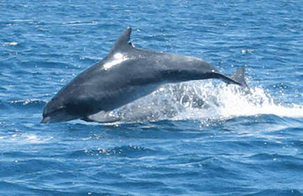 Dolphin Watch Cruises - Accommodation Whitsundays 3