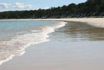 Dolphin Watch Cruises - Accommodation Whitsundays 5