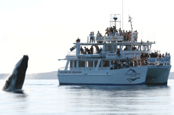 Dolphin Watch Cruises - Accommodation Whitsundays 6