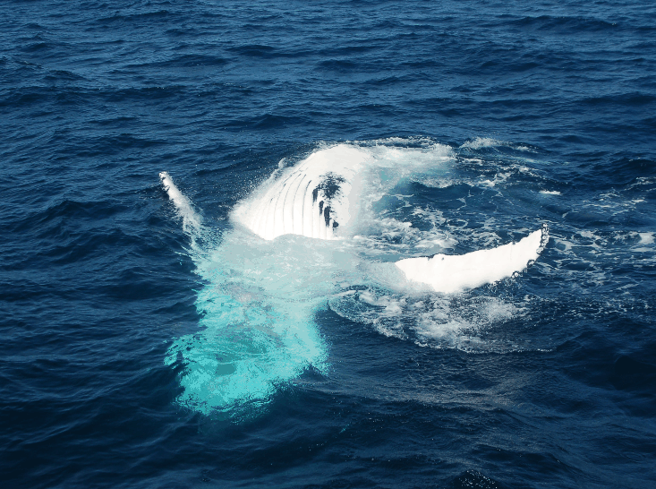 Dolphin Wild Cruises - Accommodation Whitsundays