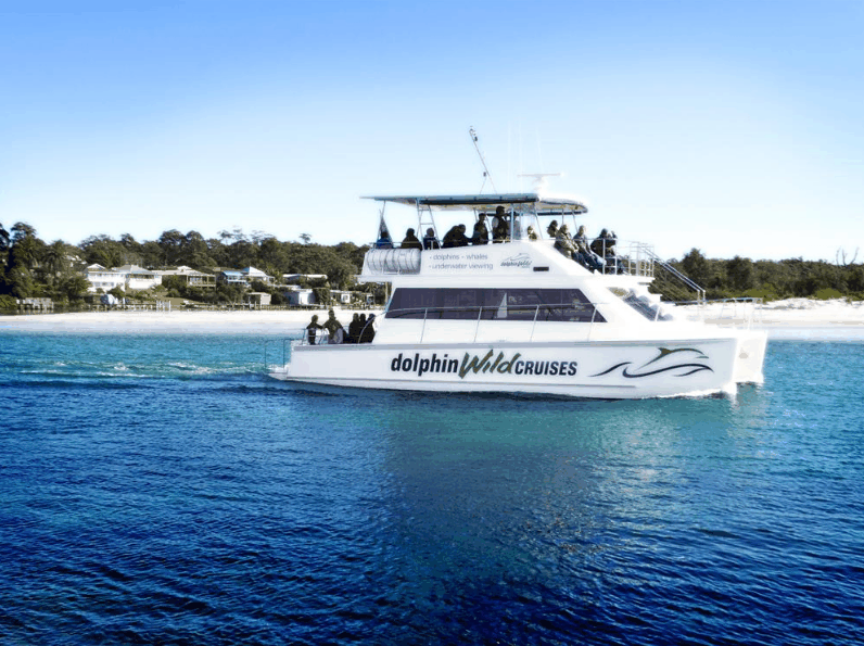 Dolphin Wild Cruises - Accommodation Whitsundays 1