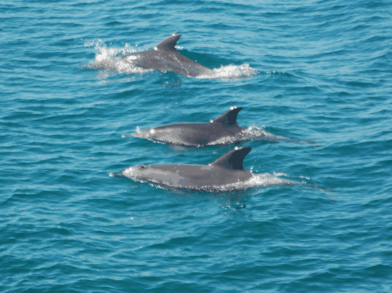 Dolphin Wild Cruises - Accommodation Whitsundays 5
