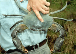 Whitsunday Crocodile Safari - Accommodation Whitsundays