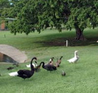 Anzac Park and Ululah Lagoon - Accommodation Whitsundays