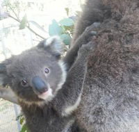 West Oz Wildlife Petting Zoos - Accommodation Whitsundays