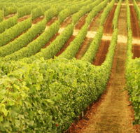 Wignalls Winery - Accommodation Whitsundays