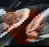 A Taste of Truffles - Accommodation Whitsundays