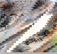 Meet the Stars of the Livestreams - Accommodation Whitsundays