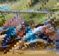 Suck It Up Buttercup Vikings Obstacle Course - Accommodation Whitsundays