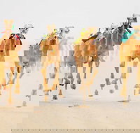 The Quirindi Camel Cup - Accommodation Whitsundays