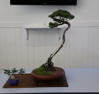 Wauchope Bonsai Workshop Group - Accommodation Whitsundays