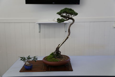 Wauchope Bonsai Workshop Group - Accommodation Whitsundays 0