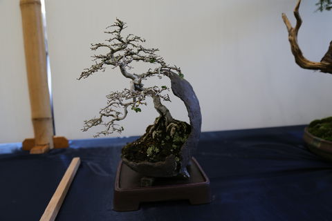 Wauchope Bonsai Workshop Group - Accommodation Whitsundays 1