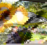 Blackville Arts and Market Day - Accommodation Whitsundays