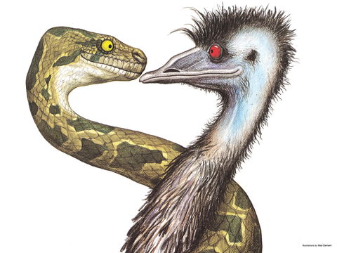 Edward The Emu - Accommodation Whitsundays 0