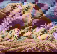 Grafton Farmers Market - Accommodation Whitsundays