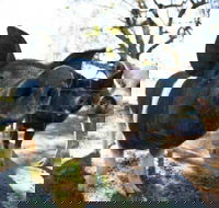 Mudgee Farm Walks - Accommodation Whitsundays