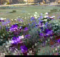 Riverina Iris Farm Open Garden and Iris Display - Accommodation Whitsundays