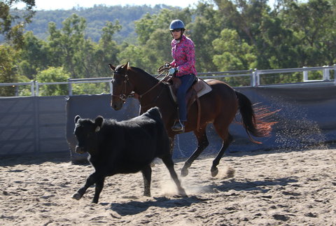 Australian Campdraft Association National Finals Campdraft 2021 - Accommodation Whitsundays 1