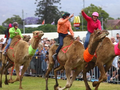 Camel Races At Penrith Paceway - Accommodation Whitsundays 0