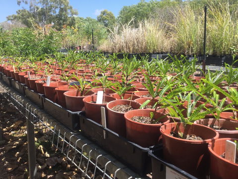 Conservation Volunteers Australia Townsville - Ocean View Nursery - Accommodation Whitsundays 2