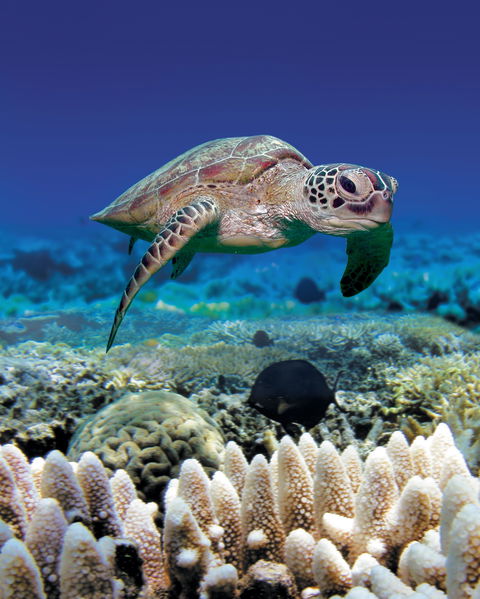 Great Adventures Green Island Ocean Swim - Accommodation Whitsundays 2