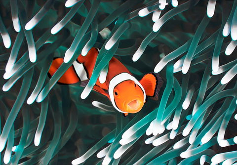 Great Barrier Reef Masters Games - Accommodation Whitsundays 1