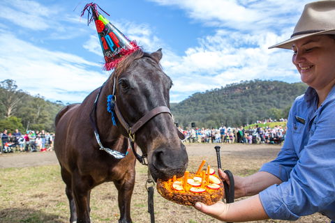 Horses Birthday Festival - Accommodation Whitsundays 0