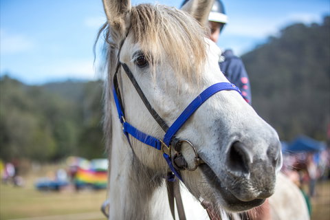 Horses Birthday Festival - Accommodation Whitsundays 1
