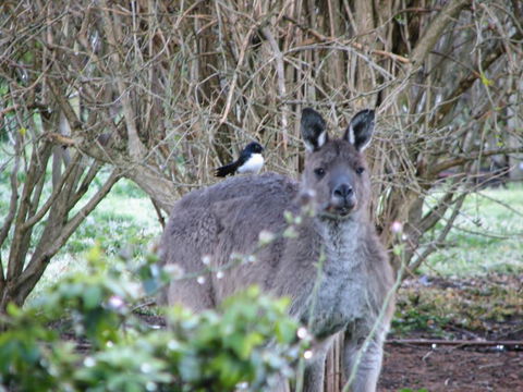 Jilba - Accommodation Whitsundays 2