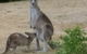 Jarrah Lodge - thumb 0