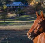 Historic Oak Hill House Estate Truffle Gourmet Festival Region - Accommodation Whitsundays