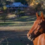 Historic Oak Hill House Estate Truffle Gourmet Festival Region - Accommodation Whitsundays 0