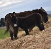 Malakai Farm Stay - Accommodation Whitsundays