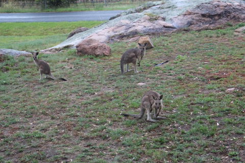 Zuny Yurt - Accommodation Whitsundays 3