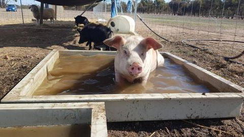 A Better Life Animal Sanctuary FarmStay Private Two Bedrooms Lounge Room & Bathroom & Toilet Shared Kitchen - Accommodation Whitsundays 2