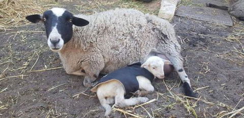 A Better Life Animal Sanctuary FarmStay Private Two Bedrooms Lounge Room & Bathroom & Toilet Shared Kitchen - Accommodation Whitsundays 1